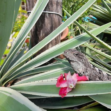 Amanda'S Place Green Studio - Pool And Tropical Garden Caye Caulker Exterior foto