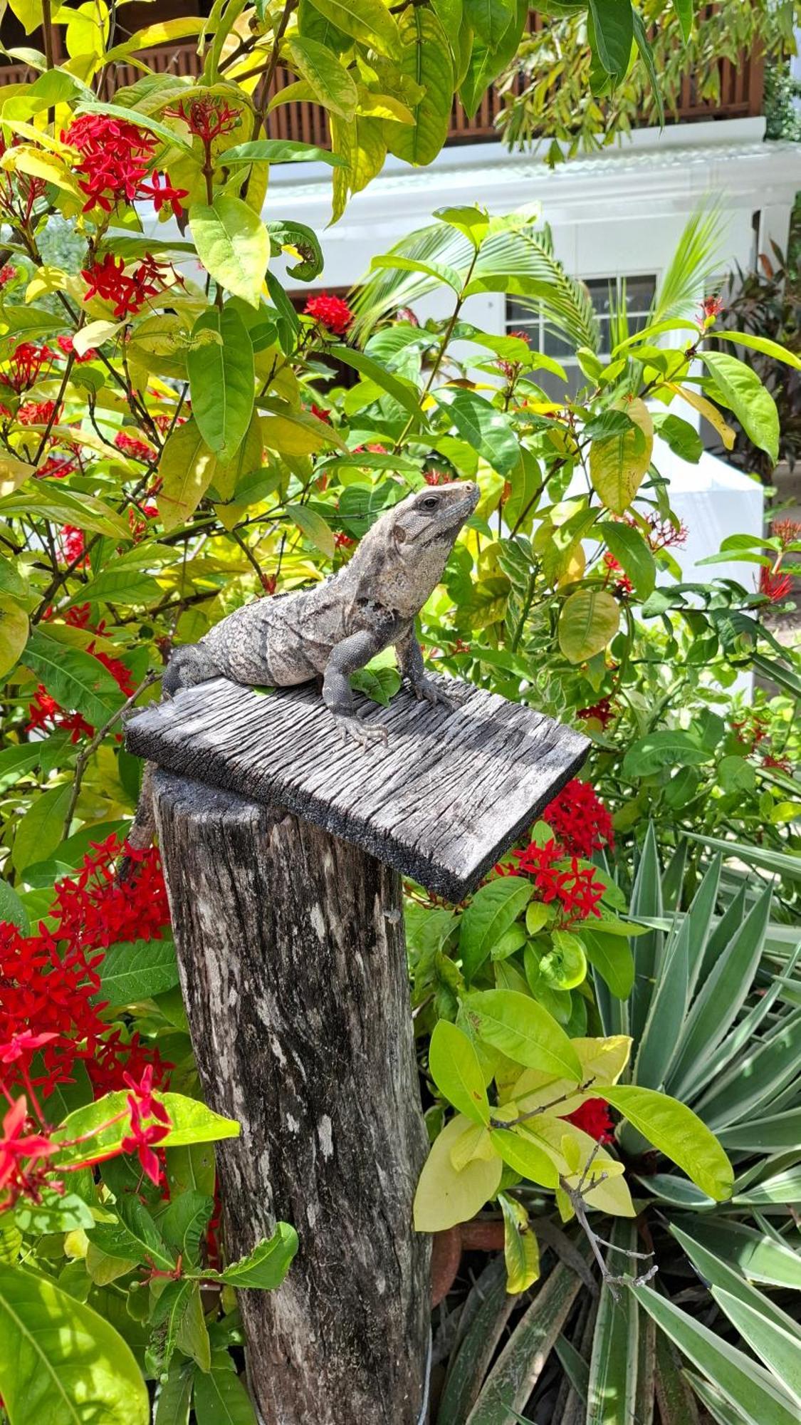 Amanda'S Place Green Studio - Pool And Tropical Garden Caye Caulker Exterior foto